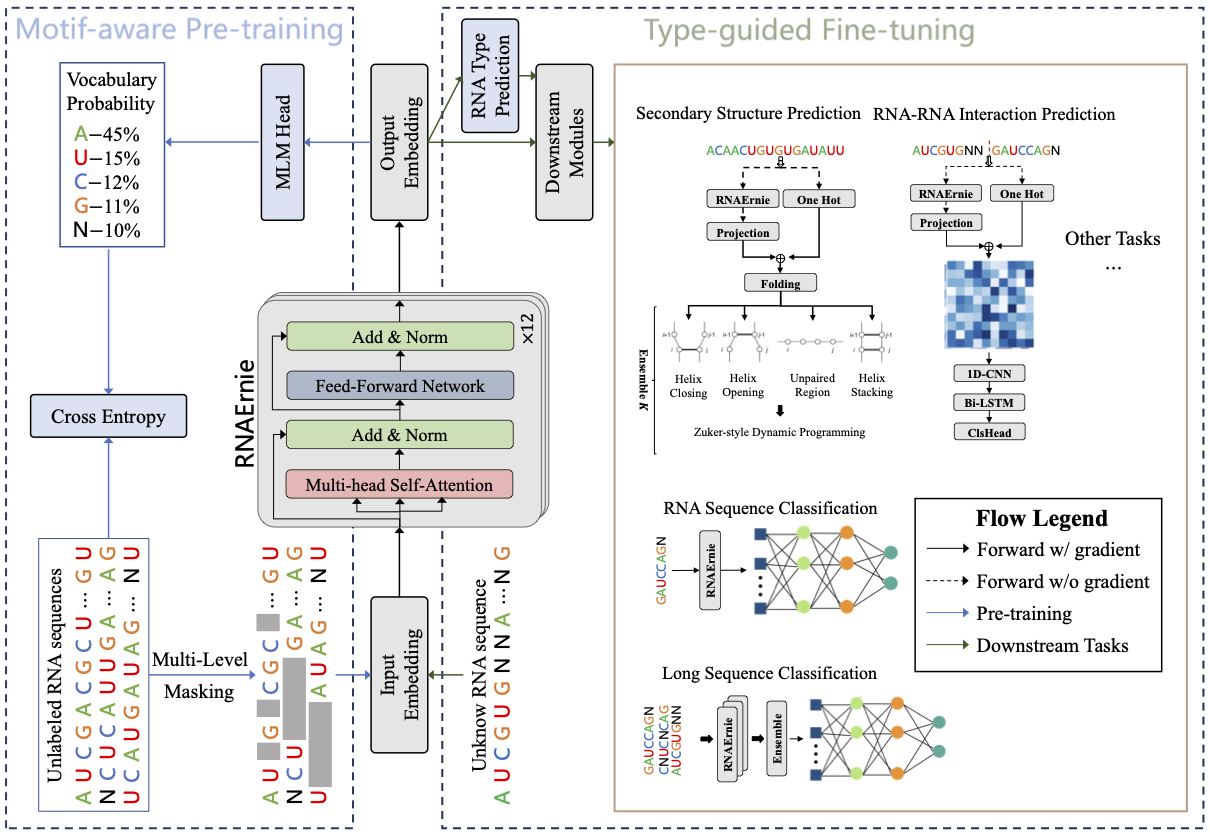 Fig 11.Illustration of RNAErnie. The model uses 12 transformer encoder layers and employs motif-aware pretraining on 23M RNAcentral sequences. It then performs type-guided fine-tuning by predicting RNA types and using them as auxiliary information for downstream tasks. Fig. 1 from original paper.