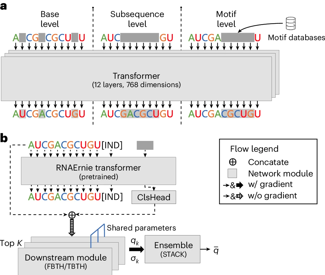 Fig 12. RNAErnie’s training strategies. a, Motif-aware masking with three levels (base, subsequence, motif) during pretraining. b, Type-guided fine-tuning predicts RNA types first, then uses ensemble learning with shared parameters for downstream tasks.