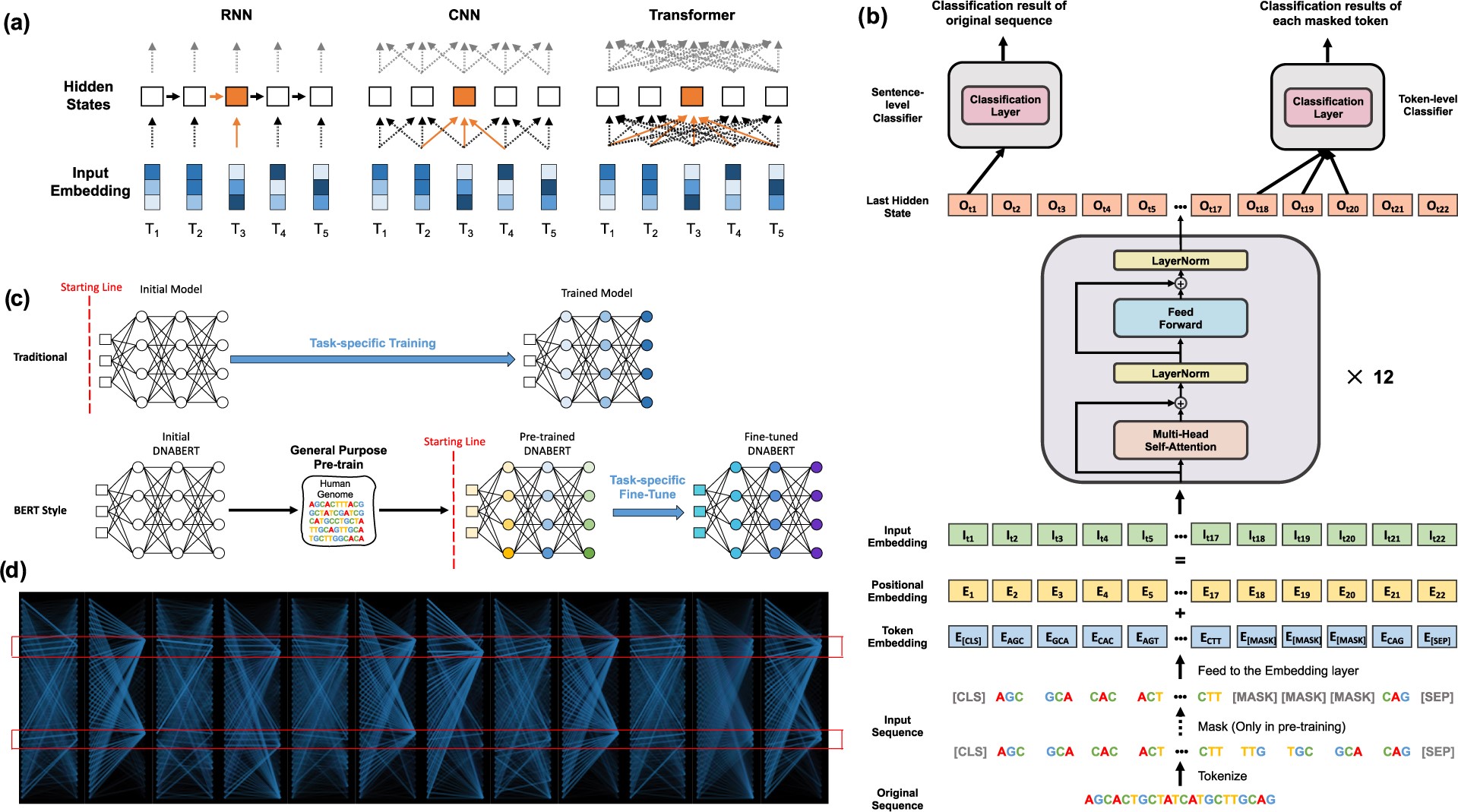 Fig 1. Architecture and Key Features of the DNABERT Model. (a) Contextual understanding in RNN, CNN, and Transformer models: Comparison of how each model processes input tokens (T1-T5) to generate hidden states. RNNs use sequential information flow, CNNs focus on local context, while Transformers employ global self-attention mechanisms. (b) DNABERT’s structure: The model inputs tokenized k-mer sequences, including special tokens (CLS, SEP, MASK). This data passes through an embedding layer and 12 Transformer blocks. The model produces sentence-level classifications from the first output and token-level classifications from individual masked token outputs. (c) DNABERT’s versatility: The model uses general pre-training, allowing fine-tuning for various specific tasks with appropriate data. (d) DNABERT’s attention visualization: An example showing global attention patterns across 12 attention heads, demonstrating the model’s ability to focus on significant regions, such as known binding sites within a sequence.. The figure is Fig.1 from Ji et al., 2021.