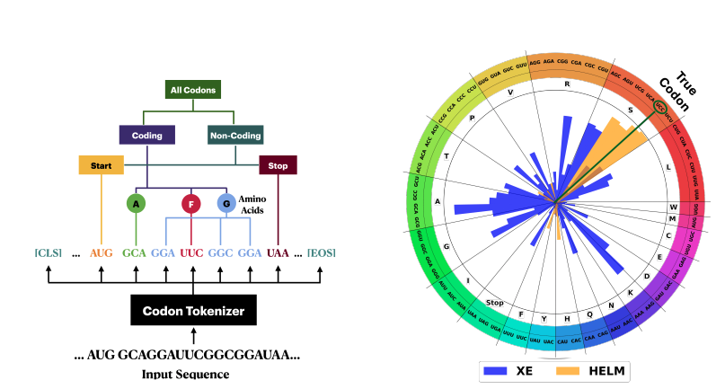 Fig 13.Hierarchical codon-aware tokenization and loss function in HELM. Left: The hierarchical structure of codons used in HELM for tokenization and modeling. Codons are categorized into Start, Coding (grouped by amino acids), and Stop codons. This biologically informed hierarchy influences the training loss function by prioritizing synonymous relationships between codons. Right: Codon prediction probabilities visualized on an amino acid codon wheel. Orange bars represent HELM’s Hierarchical Cross-Entropy (HXE) loss, while blue bars correspond to the standard Cross-Entropy (XE) loss. HELM assigns higher probabilities to synonymous codons when making predictions, better capturing biological redundancy, whereas XE tends to misassign probability to non-synonymous codons.