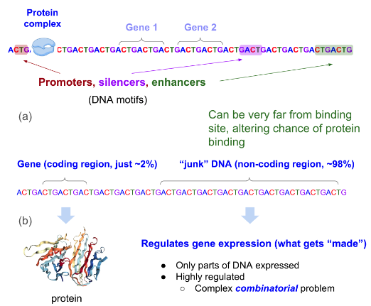 Fig 7. Why single nuceotide resolution and long context are important. (a) DNA motifs play a crucial role in gene regulation. Variants in regulatory regions such as promoters, silencers, and enhancers influence the binding of transcription factors and RNA polymerases to DNA, ultimately affecting gene expression. (b) Single-nucleotide resolution is essential for precise variant analysis, but not all DNA sequences are relevant to gene expression. Relevant sequences may be located far apart within the genome, necessitating a long contextual span to capture their interactions effectively. The figure was adapted from (https://hazyresearch.stanford.edu/blog/2023-06-29-hyena-dna).
