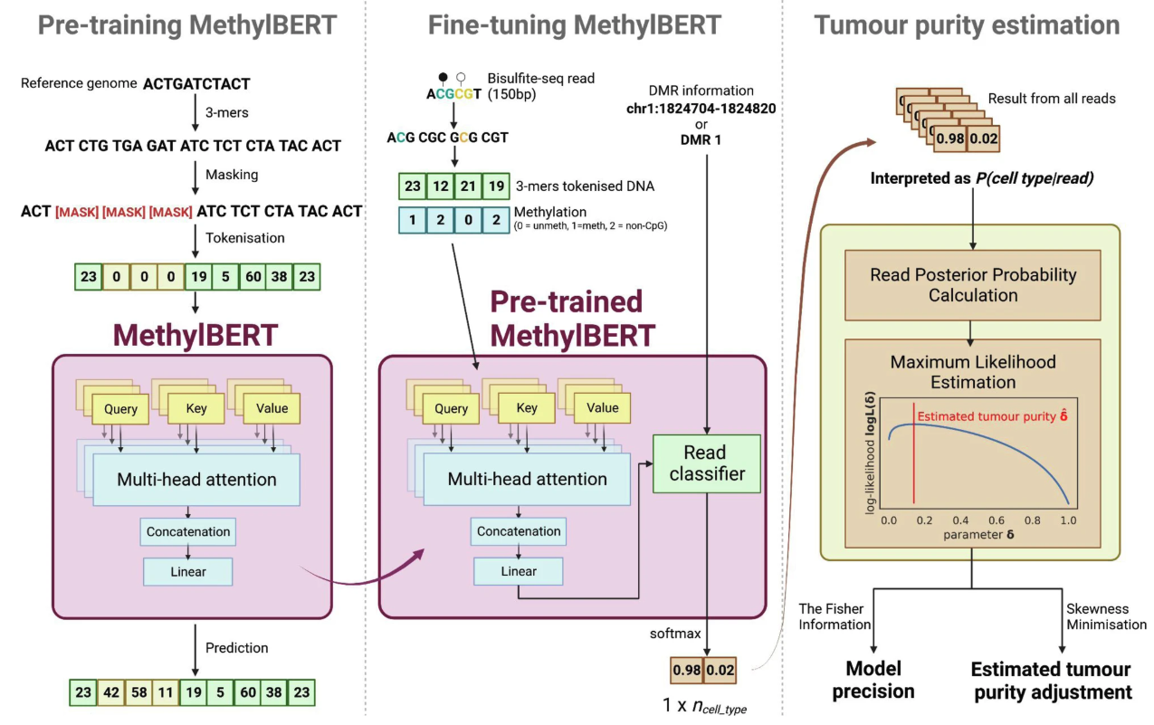 Fig 10. Overview of MethylBERT. The figure is Fig. 1 from its paper.