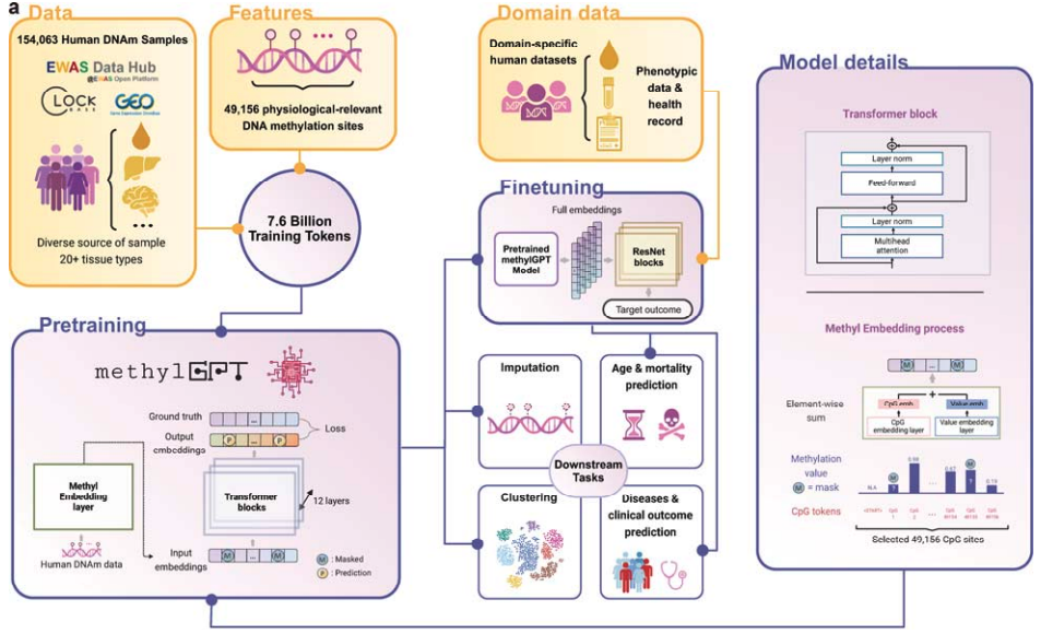 Fig 11. Overview of MethylGPT. The figure is Fig. 1a from its paper.